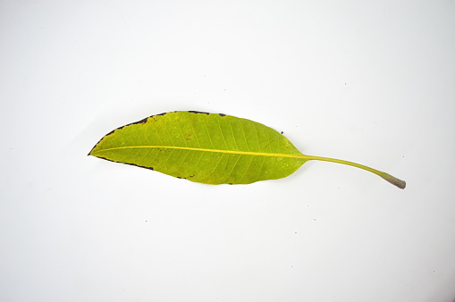 a mango leaf isolated on white background