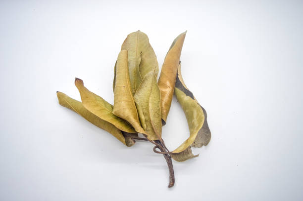 a sprig of dried mango leaves isolated on white background