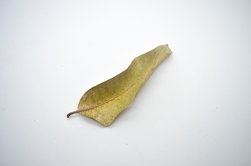 a dried mango leaf isolated on white background