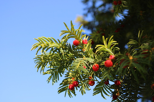 English yew branch with red berries against a blue sky, also known as Taxus baccata, Up close picture