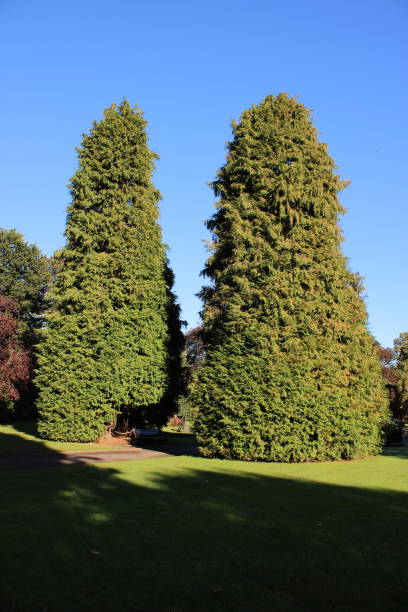 istock Two large conifer trees taken at a public park 1942199621