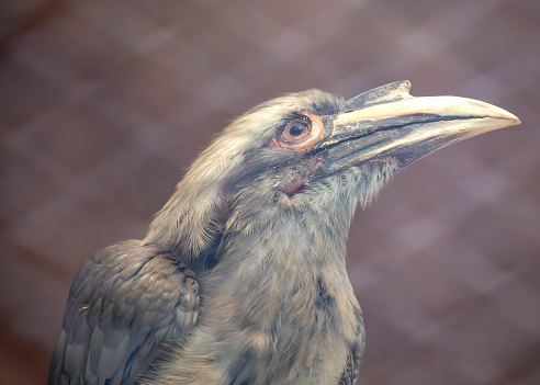Soaring through the skies of India, the elegant Indian Grey Hornbill (Ocyceros birostris) captivates with its distinctive casque and graceful flight. Experience the avian splendor of this charismatic resident in the heart of India.