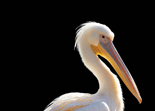 istock Africa's Soaring Majesty - Great White Pelican (Pelecanus onocrotalus) 1942203361