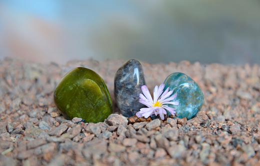 Polished but still rough agate pieces which are adorned with Lithops flower.