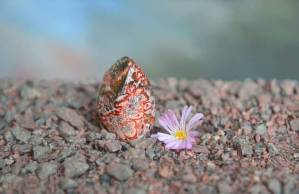 Lonely purple plant grow from a rock