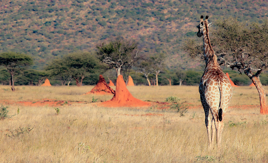 Three giraffes and kudus near the waterhole in th dry season.