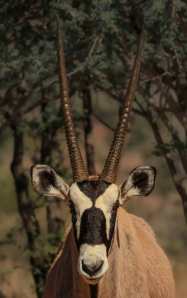 namibia different places - gemsbok antelope mammal nature stock-fotos und bilder
