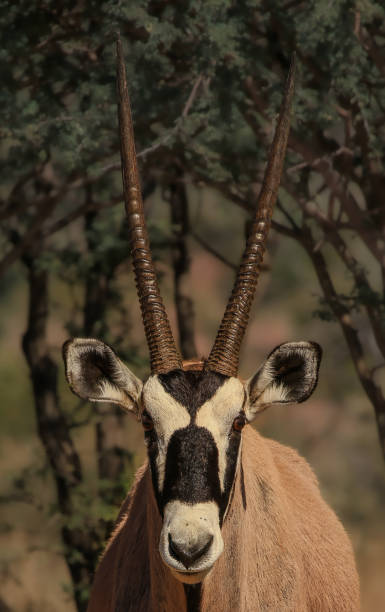 Namibia different places Namibia showing its beauty gemsbok photos stock pictures, royalty-free photos & images