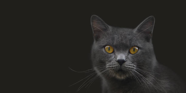 istock Moggy cat portrait 1942212220