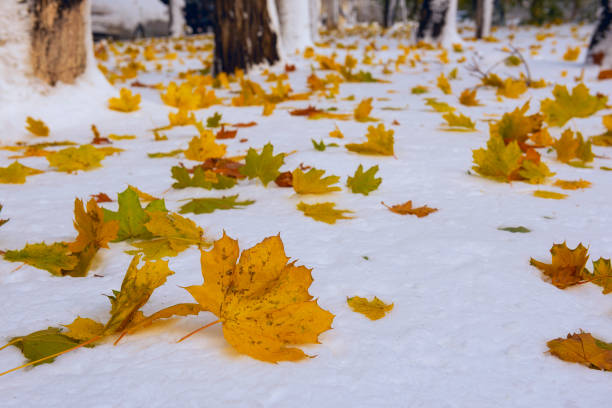 Close-up of dry maple leaf covered with first snow lying on fresh green grass. Seasonal changes symbolizing meeting of autumn and winter, natural background.