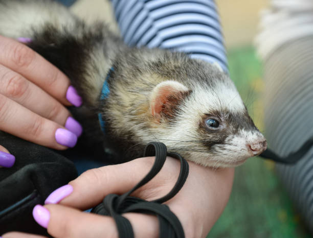 istock Sad male ferret 1942212808