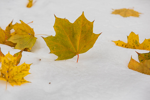 Yellow maple leaf on white snow. Sudden change in weather, first snow.