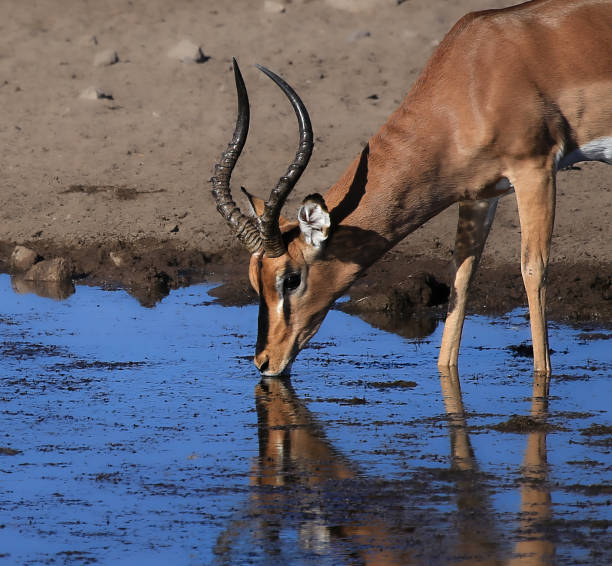 istock The beauty of Namibia 1942215538