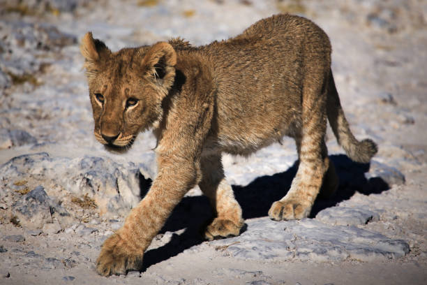 When the pride of lions are relaxing after a nights hunte, the cubs have freedom to play and practise their skills.