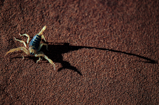 A closeup of a venomous scorpion on a white background