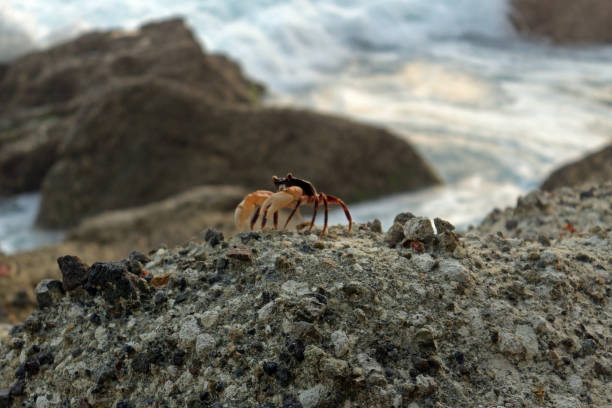 istock A crab crawling on the rock by the sea. 1942221128