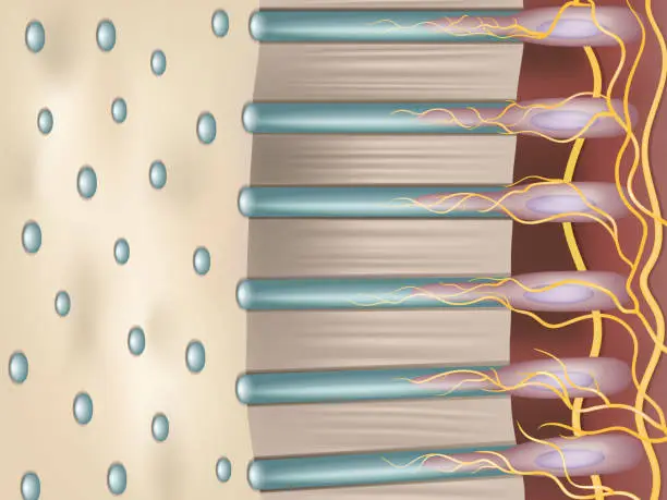 Vector illustration of Dentin or dentine is a calcified tissue of the body. Dentinal tubules. Cross-section of tooth is dentin.