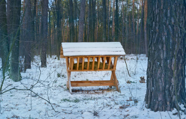 Wooden feed rack with forage for deer in winter forest. Ukraine.