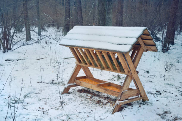 istock Feeder for animals in winter forest 1942257061