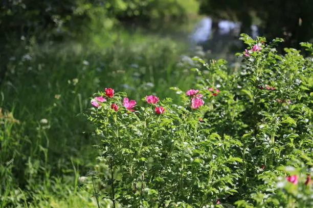 Photo of Blooming rosehip on a bright sunny day