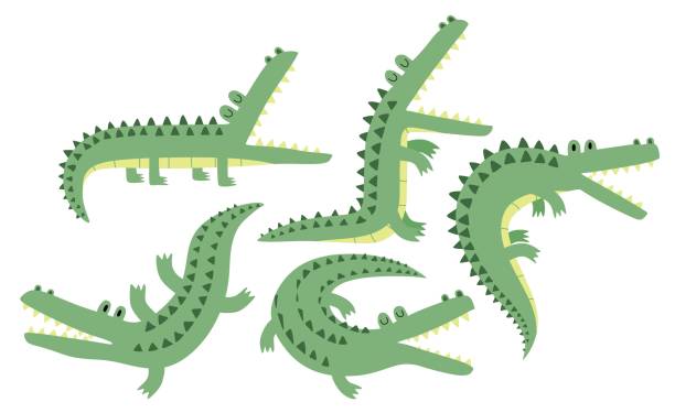ilustraciones, imágenes clip art, dibujos animados e iconos de stock de set of cute cartoon crocodiles. - juego de cocodrilo verde