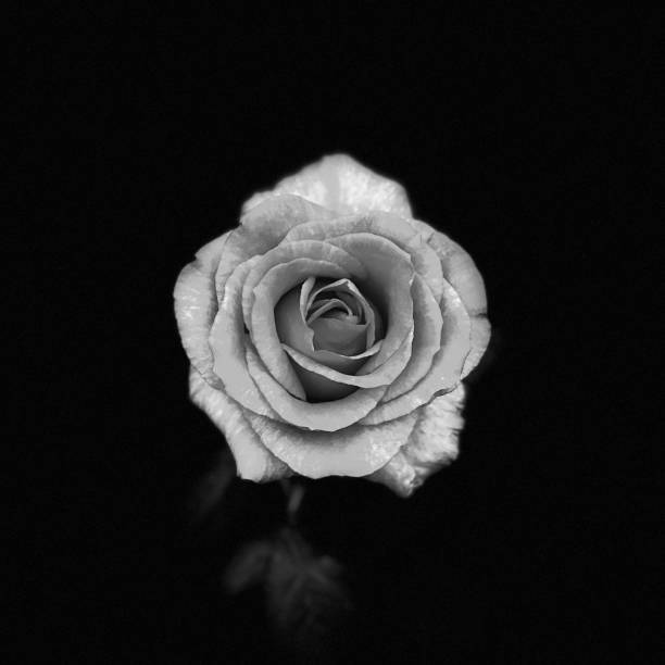 istock Flower in My Garden 1942278529