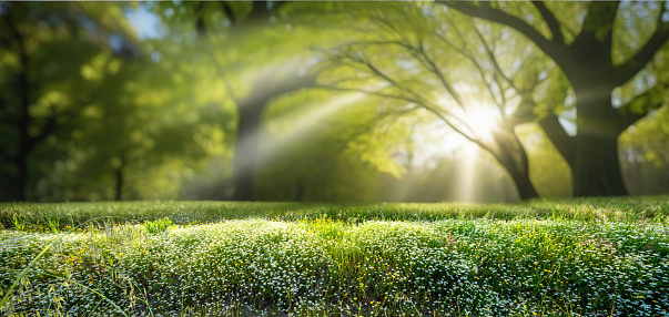 Beautiful spring landscape with a lawn of young lush grass against the background of defocused trees of the park, the sun's rays shining through the branches of the tree.