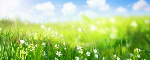istock Original beautiful bright background image of meadow flowers. 1942285042
