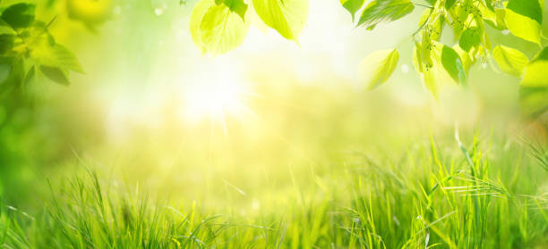Bright background image with vegetation for creative work on the theme of nature.