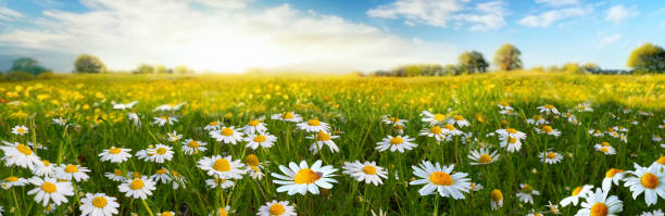 Beautiful wide-format background image with a field of blooming daisies.