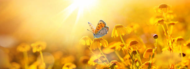 istock Beautiful wide format background image with flowers and a butterfly. 1942289455