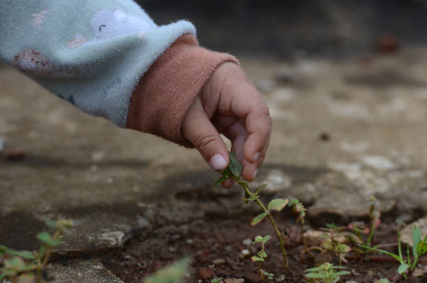 A close-up of baby's hand holding grass in the yard