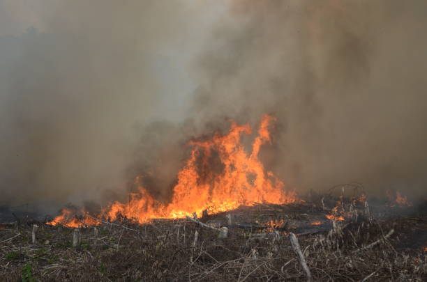 istock Large fires in agricultural fields, where trees have been cut down. 1942295470
