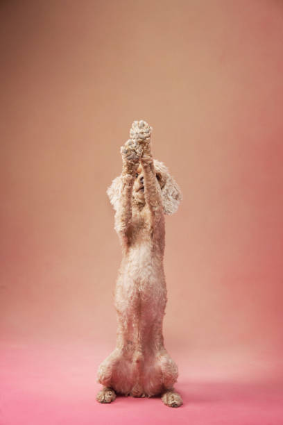 Funny active dog jumping on pink background. happy small poodle. Pet stands on its hind legs