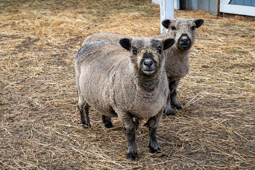 Southdown sheep looking at camera. Animals standing on hay outside of barn.