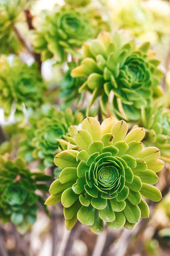 A close-up of the Aeonium, displaying its succulent features and the symmetry of its rosette arrangement