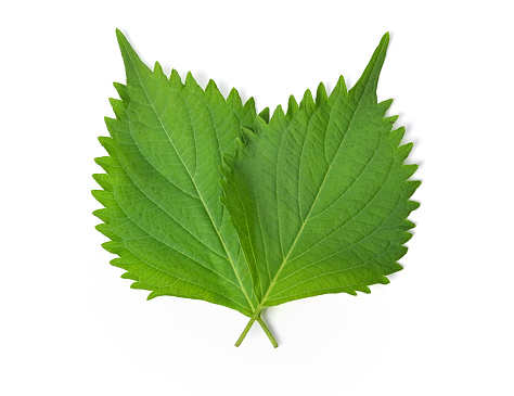Green Shiso (perilla frutescens) or Oba leaf isolated on white background.