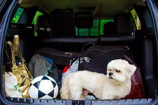 pet in car trunk among luggage looking outside