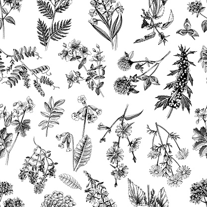 Hand drawn seamless pattern with medicinal herbs. Vector illustration made with clipping mask. Perfect for apparel,fabric, textile, wrapping paper. Highly detailed illustration in retro style