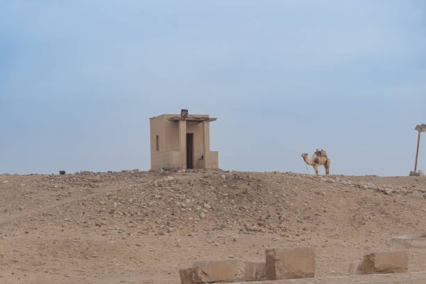 기자의 사막 초입에 있는 마구간 옆에 앉아 있는 고립된 낙타. - egypt camel pyramid shape pyramid 뉴스 사진 이미지