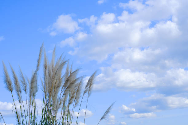This is a photo of pampas grass