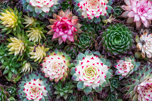 Miniature succulent plants