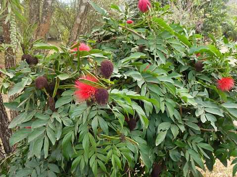 Red Powder Puff Flower. The scientific name is Calliandra haematocephala Hassk. Blooms outdoors