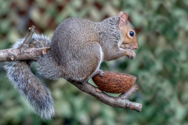 Close Up Of Grey Squirrel Feeding From Coconut Shell Close up of a grey squirrel feeding from a coconut shell. western gray squirrel stock pictures, royalty-free photos & images