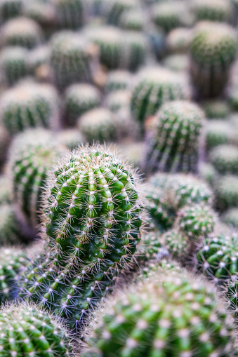Cactus in the Botanical Garden