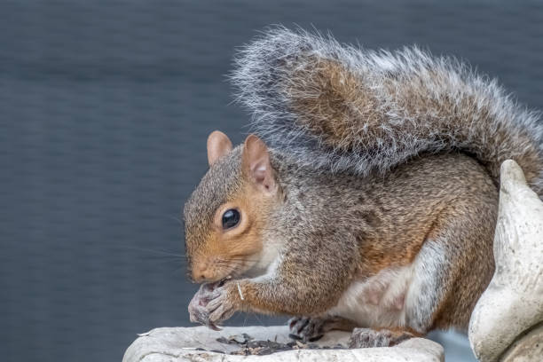 istock Close Up Of A Grey Squirrel Sitting On Garden Ornament Feeding 1942337021