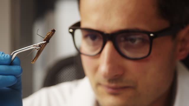 A young adult laboratory worker examines a praying mantis he holds in tweezers