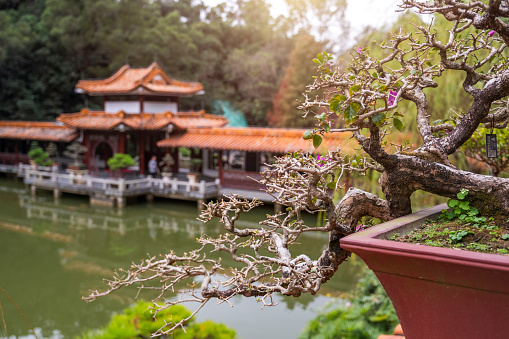 Gardens in Suzhou, China