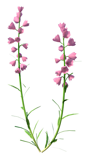 3D rendering of pink canterbury bells flowers isolated on white background