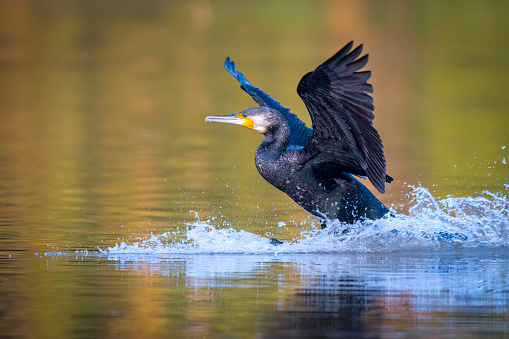 Great cormorant gracefully landing on a lake under beautiful light on a cold winter morning.